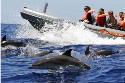 Observação de Baleias e Golfinhos